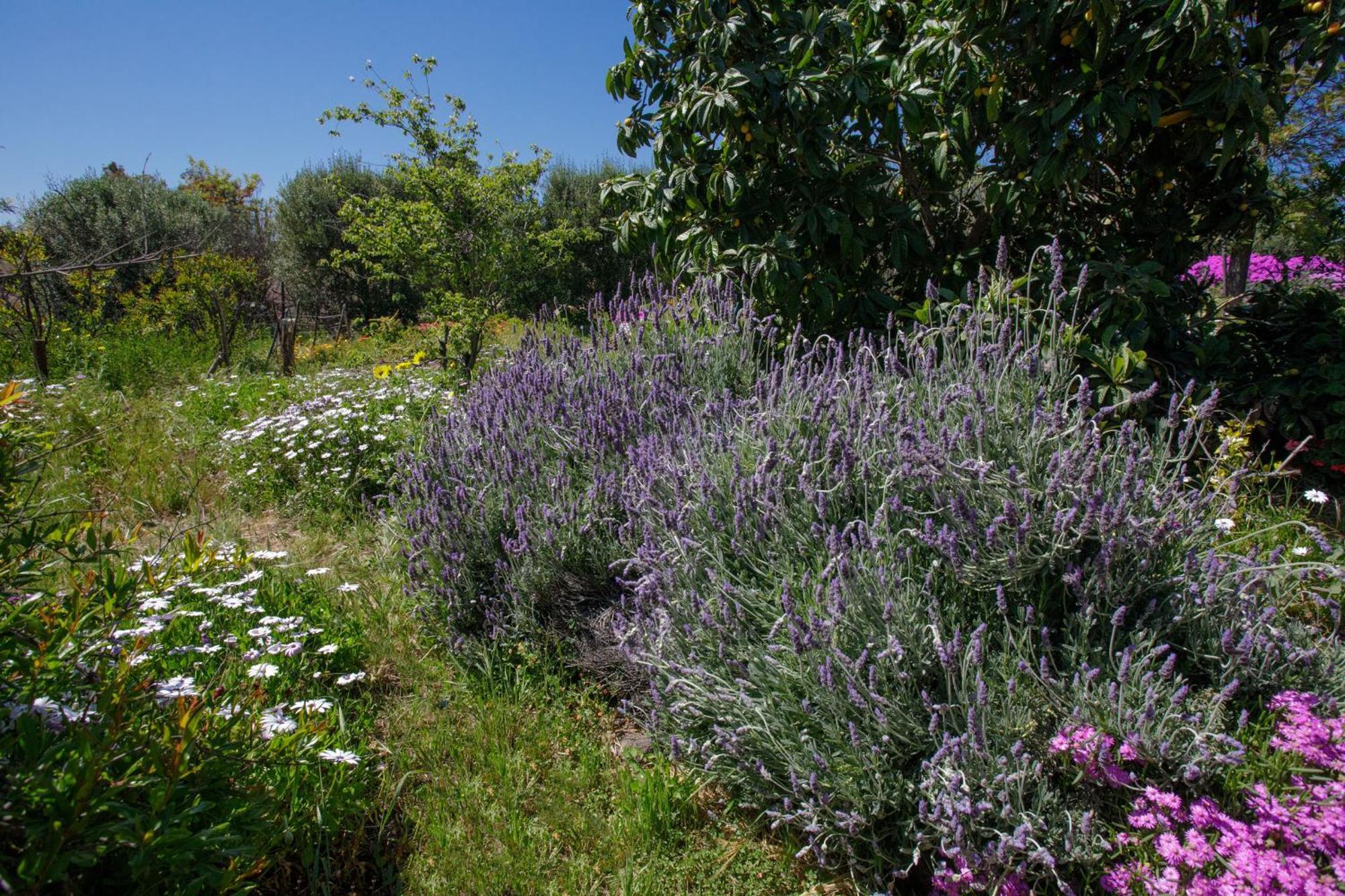 Quinta Maria En La Ruta Del Vino Bed & Breakfast Valle de Guadalupe Dış mekan fotoğraf